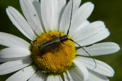 <i>Agapanthia cardui</i>