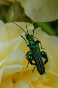 <i>Oedemera nobilis</i>