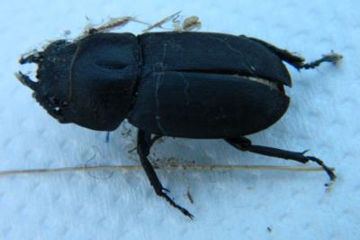 <i>Dorcus parallelipipedus</i>