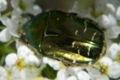 <i>Cetonia aurata</i>