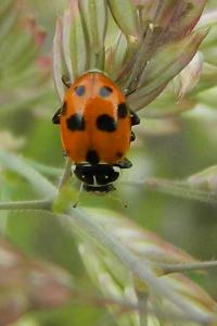 <i>Hippodamia variegata</i>