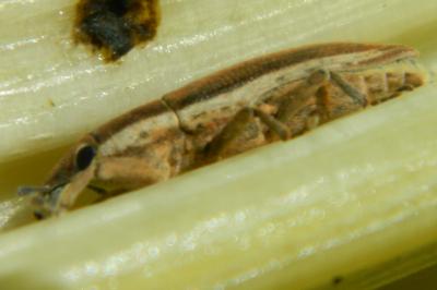 <i>Lixus ochraceus</i>