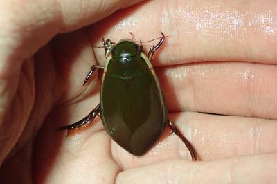 <i>Cybister lateralimarginalis</i>