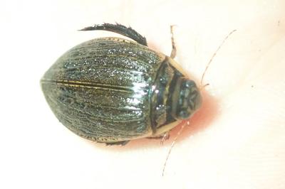 <i>Acilius sulcatus</i>