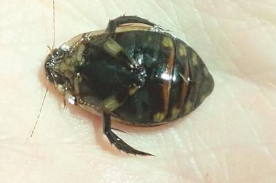 <i>Acilius sulcatus</i>