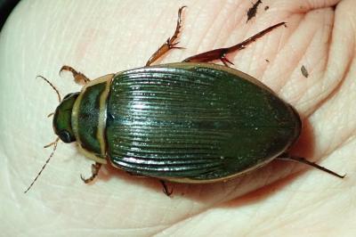 <i>Dytiscus marginalis</i>