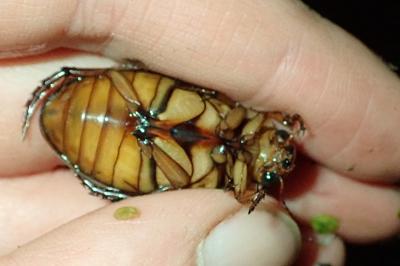 <i>Dytiscus marginalis</i>