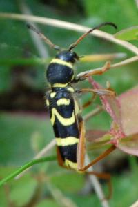 <i>Clytus arietis</i>