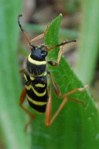 <i>Clytus arietis</i>
