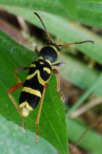 <i>Clytus arietis</i>