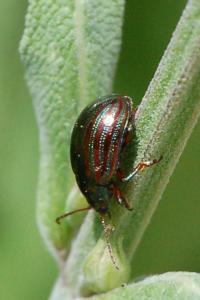 <i>Chrysolina americana</i>