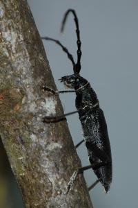 <i>Cerambyx scopolii</i>