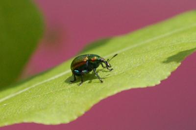 <i>Byctiscus</i>