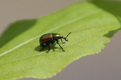 <i>Byctiscus</i>