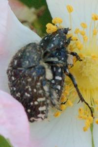 <i>Oxythyrea funesta</i>