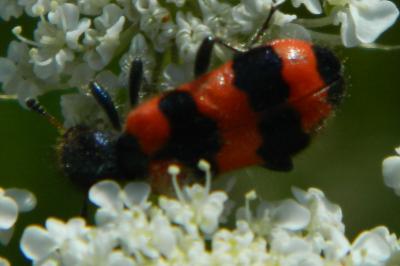 <i>Trichodes apiarius</i>