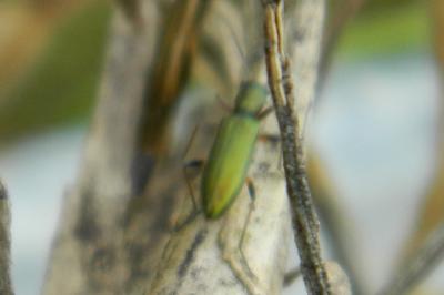 <i>Chrysanthia geniculata</i>