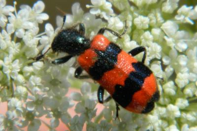 <i>Trichodes apiarius</i>