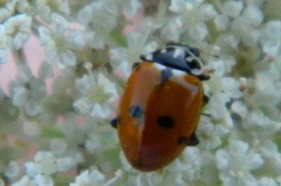 <i>Hippodamia variegata</i>