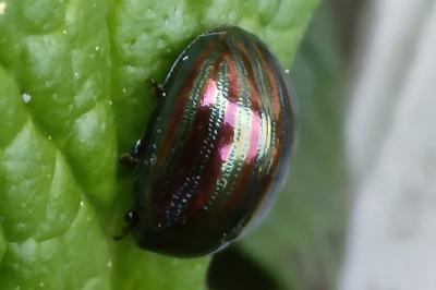 <i>Chrysolina americana</i>