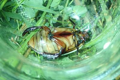 <i>Cybister lateralimarginalis</i>