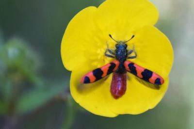 Trichodes alvearius