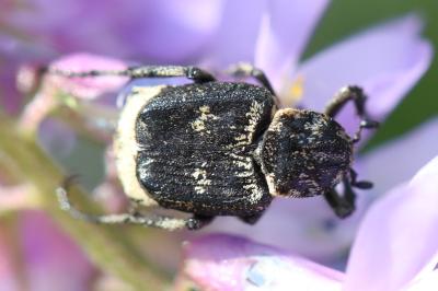 Valgus hemipterus