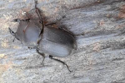 Dorcus parallelipipedus