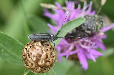 Agapanthia cardui