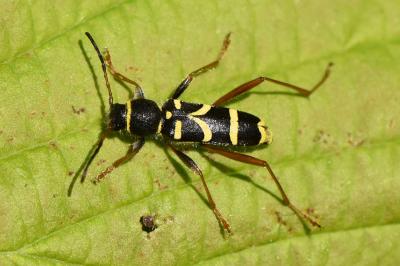 Clytus arietis