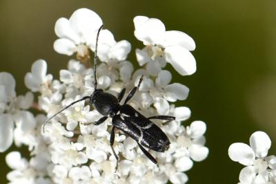 Chlorophorus sartor