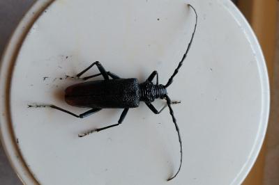 Cerambyx cerdo