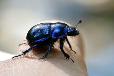 <i>Anoplotrupes stercorosus</i>