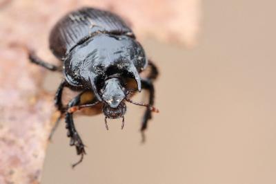 <i>Typhaeus typhoeus</i>