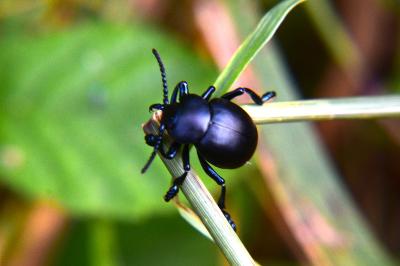 <i>Timarcha tenebricosa</i>