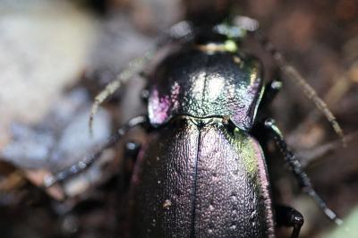 <i>Carabus nemoralis</i>
