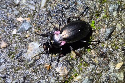 <i>Carabus nemoralis</i>