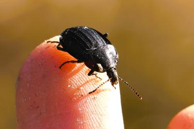 <i>Phosphuga atrata</i>