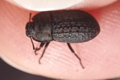 <i>Opatrum sabulosum</i>