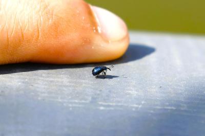 <i>Involvulus caeruleus</i>