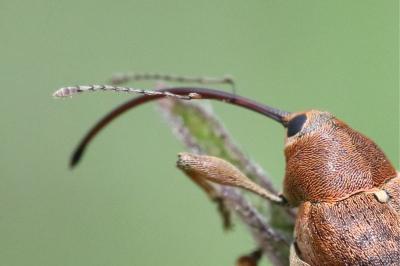 <i>Curculio glandium</i>