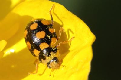 <i>Coccinula quatuordecimpustulata</i>