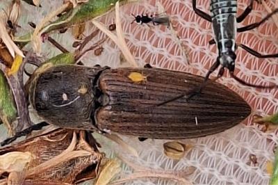 <i>Agriotes lineatus</i>