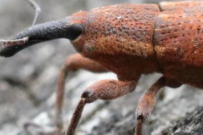 <i>Lixus punctiventris</i>