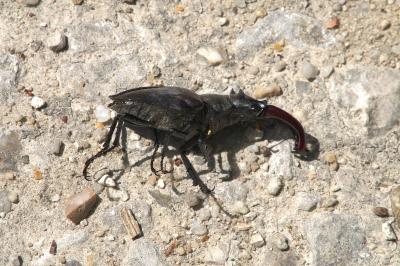 <i>Lucanus cervus</i>