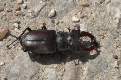 <i>Lucanus cervus</i>