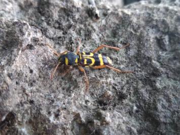 <i>Xylotrechus arvicola</i>