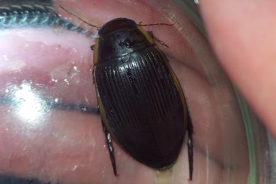 <i>Dytiscus dimidiatus</i>