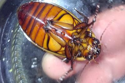 <i>Dytiscus dimidiatus</i>