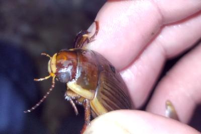 <i>Dytiscus dimidiatus</i>